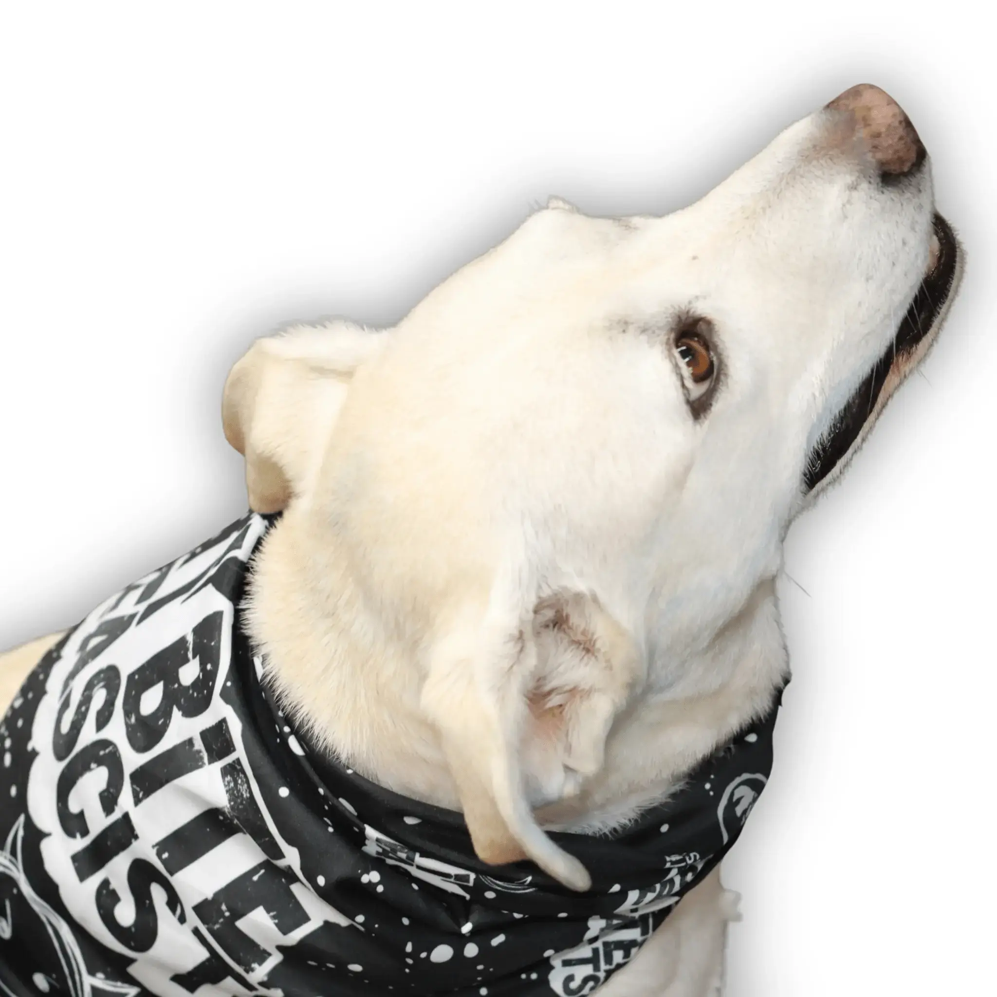 i BITE FASCISTS | Puppy Poo' Bar & Dog Bandana Set - My Cluck Hut